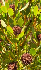 Leucadendron arcuatum