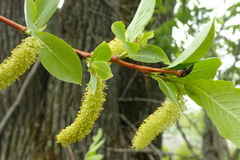 Salix cardiophylla