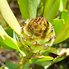Leucadendron arcuatum