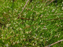Isolepis