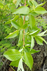 Salix cardiophylla