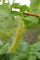 Salix cardiophylla