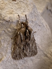 Asteroscopus sphinx