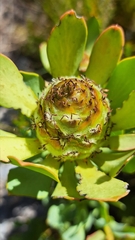 Leucadendron arcuatum