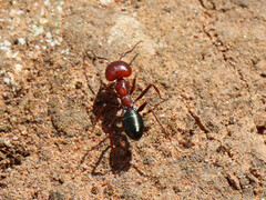 Melophorus aeneovirens