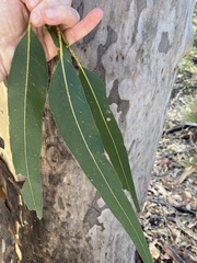 Corymbia henryi