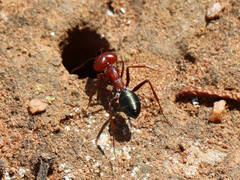 Melophorus aeneovirens