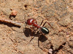 Melophorus aeneovirens