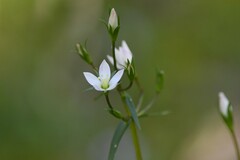 Gentianella polysperes