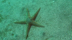 Astropecten aranciacus