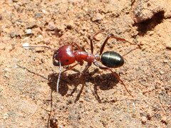 Melophorus aeneovirens