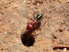 Melophorus aeneovirens