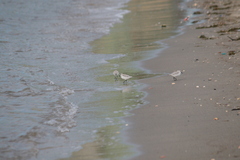 Calidris alba