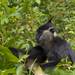 Delacour's Lutung - Photo (c) Bug's eyes photography, some rights reserved (CC BY-NC-ND), uploaded by Bug's eyes photography