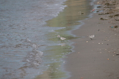 Calidris alba