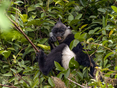 Trachypithecus delacouri