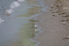 Calidris alba