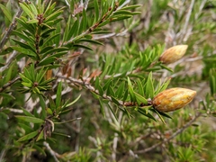 Melaleuca virens