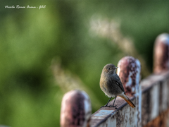 Phoenicurus ochruros