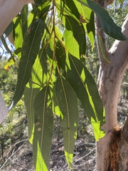 Corymbia henryi