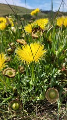 Conicosia pugioniformis