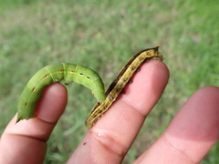 Theretra silhetensis