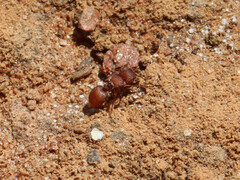 Meranoplus oceanicus