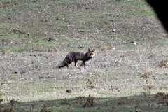 Vulpes vulpes silacea