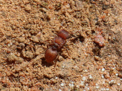 Meranoplus oceanicus