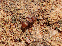 Meranoplus oceanicus