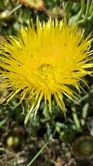 Conicosia pugioniformis