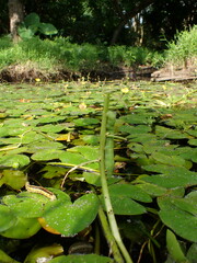 Theretra silhetensis