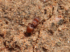 Meranoplus oceanicus