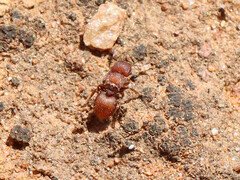 Meranoplus oceanicus