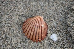 Acanthocardia tuberculata