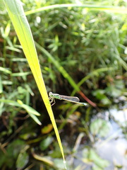 Theretra silhetensis