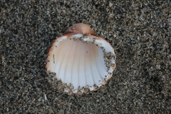 Acanthocardia tuberculata
