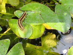 Theretra silhetensis