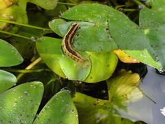 Theretra silhetensis