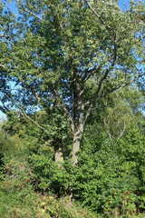 Salix cardiophylla