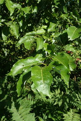 Salix cardiophylla