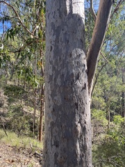 Corymbia henryi
