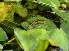 Theretra silhetensis