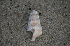 Cerithium vulgatum