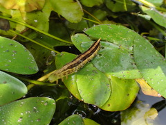 Theretra silhetensis