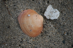 Glycymeris glycymeris