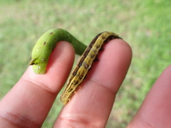 Theretra silhetensis