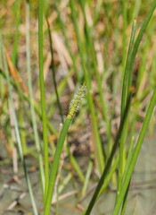 Eleocharis sphacelata