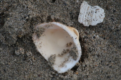 Glycymeris glycymeris