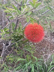 Scadoxus multiflorus